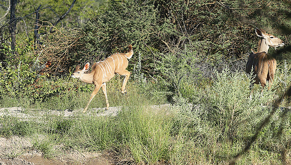 Ongava Game Reserve