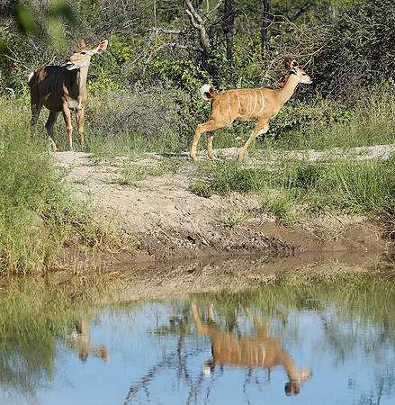 Ongava Game Reserve