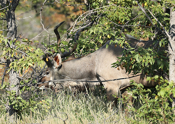 Ongava Game Reserve