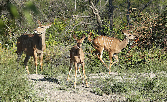 Ongava Game Reserve