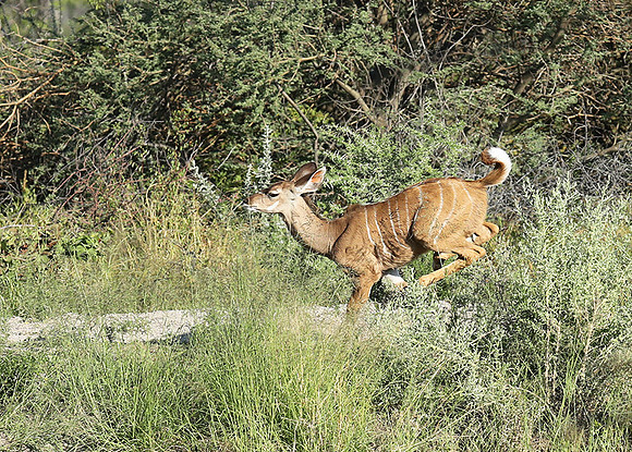 Ongava Game Reserve