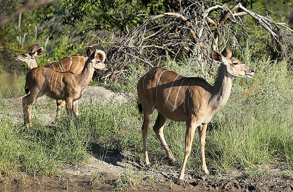 Ongava Game Reserve