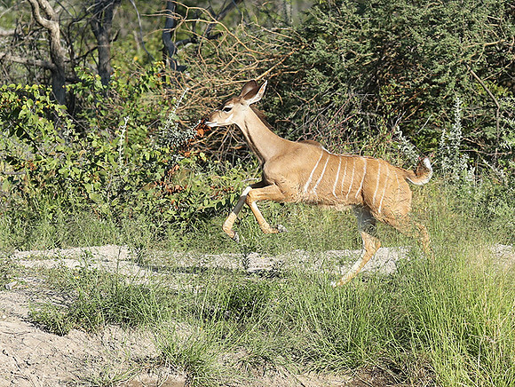 Ongava Game Reserve