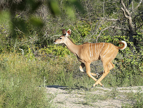 Ongava Game Reserve