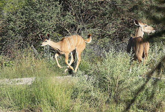 Ongava Game Reserve