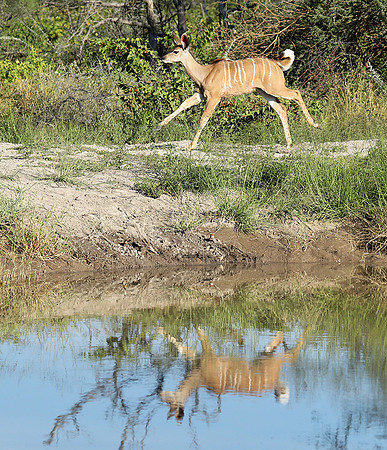 Kudu - Ongava Game Reserve - Namibia