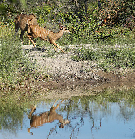 Ongava Game Reserve
