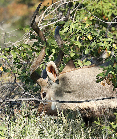 Ongava Game Reserve