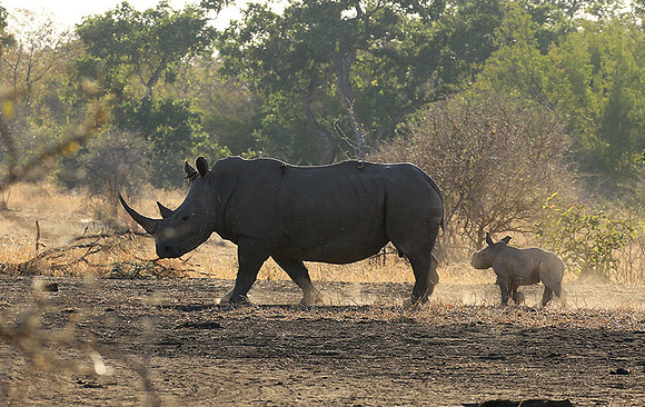 Malilangwe wildlife reserve