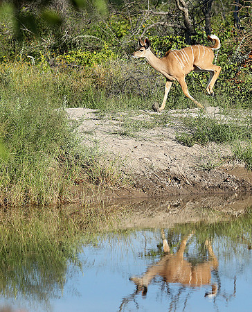 Kudu - Ongava Game Reserve - Namibia