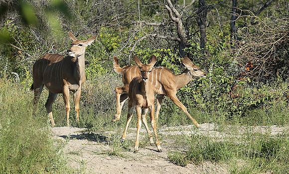 Ongava Game Reserve