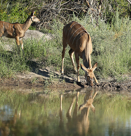Ongava Game Reserve