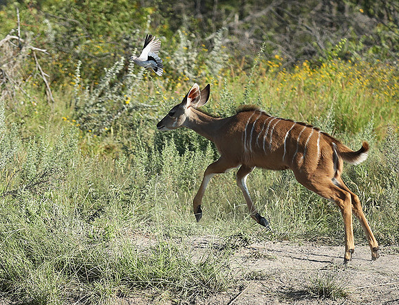 Ongava Game Reserve