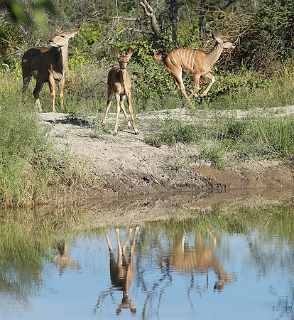 Ongava Game Reserve