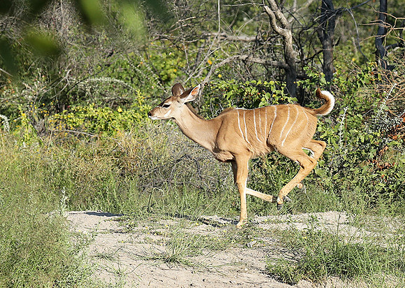 Ongava Game Reserve