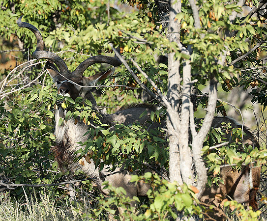 Ongava Game Reserve