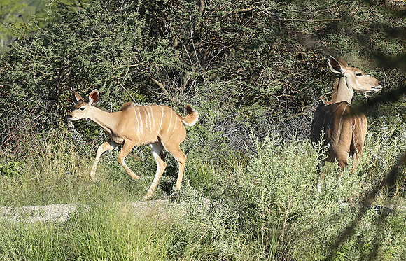 Ongava Game Reserve