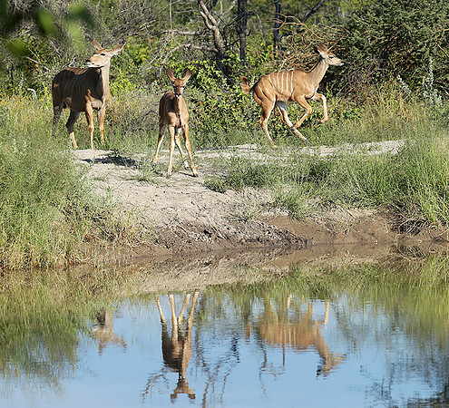 Ongava Game Reserve