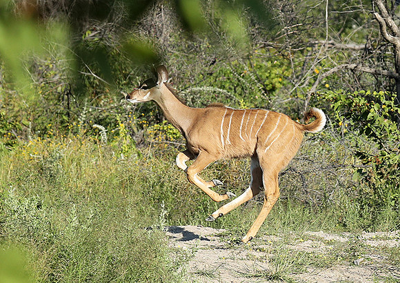 Ongava Game Reserve