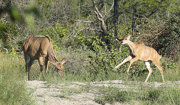 Ongava Game Reserve