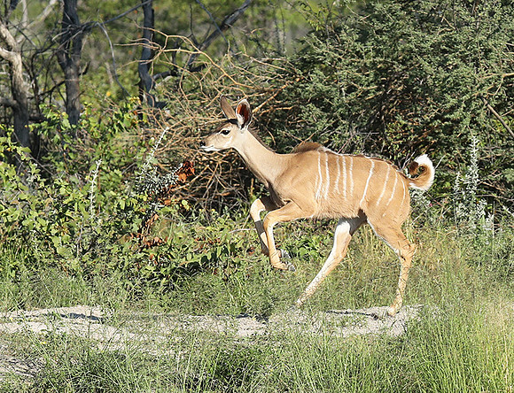 Ongava Game Reserve