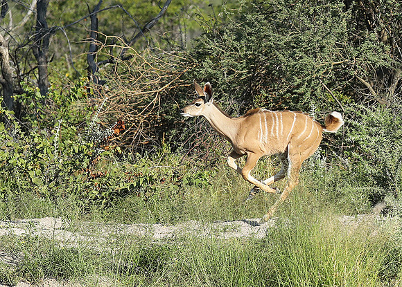 Ongava Game Reserve