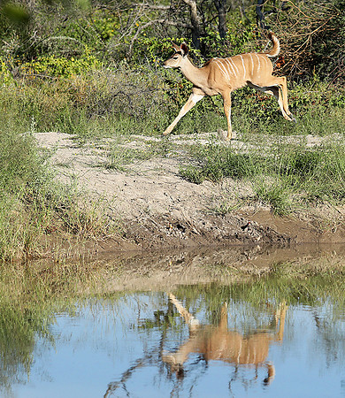 Kudu - Ongava Game Reserve - Namibia