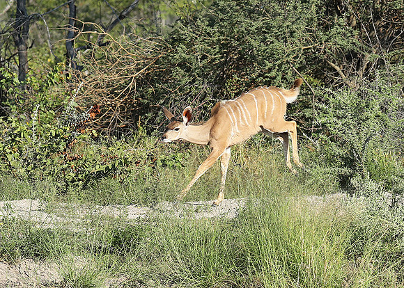 Ongava Game Reserve