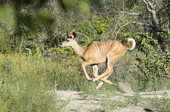 Ongava Game Reserve