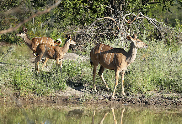 Ongava Game Reserve