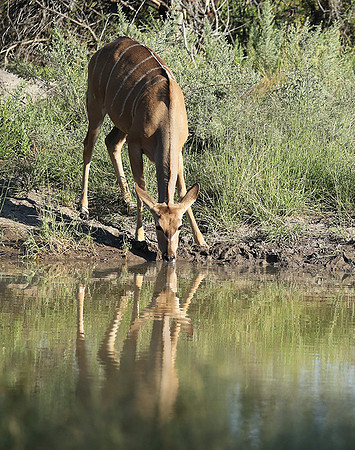Ongava Game Reserve