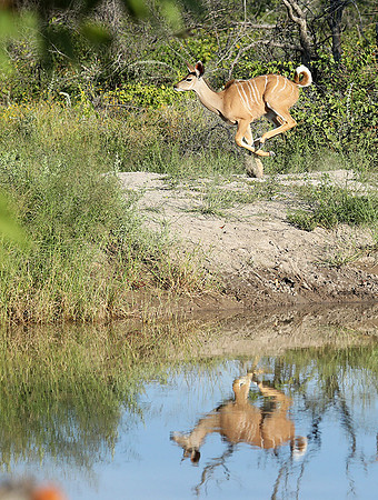 Kudu - Ongava Game Reserve - Namibia