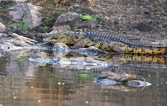 At Kruger NP