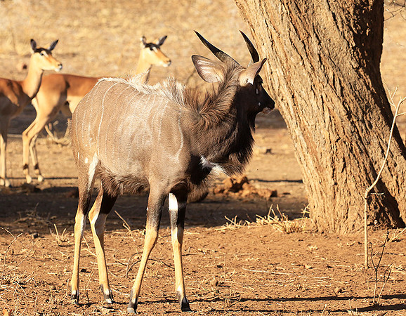 Malilangwe wildlife reserve