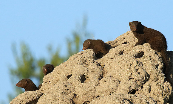 Dwarf mongooses - Londolozi Game Reserve