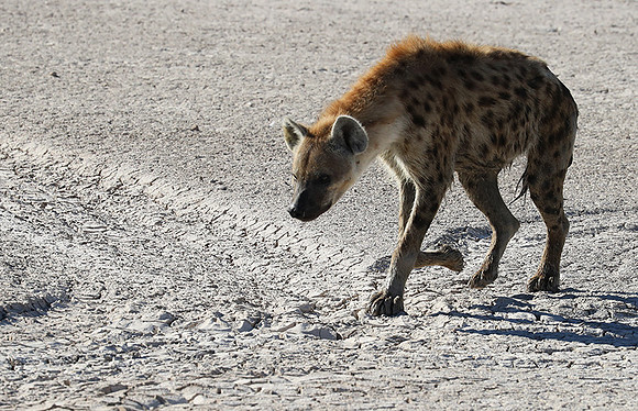 Spotted hyena - Ongava Game Reserve -