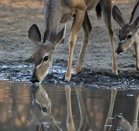 Mana Pools