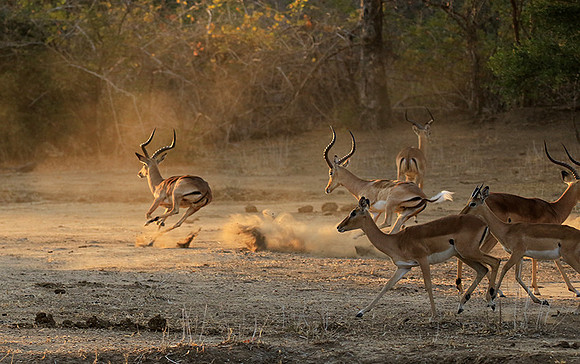 Mana Pools NP