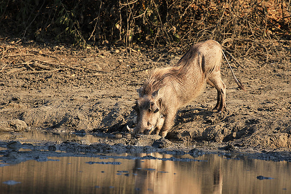 Mana Pools NP