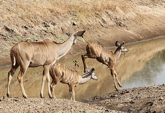 South Luangwa NP