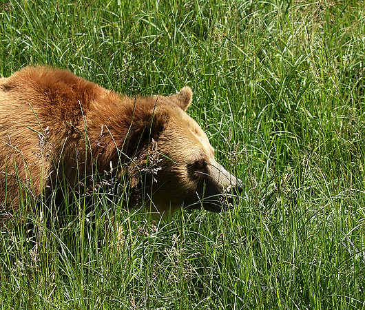 Parc animalier de Ste Croix