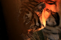 tigers