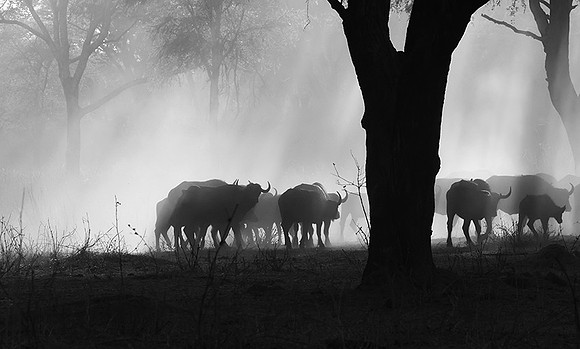 Buffalos - Ruaha NP