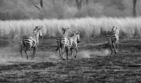 Zebras - Matetsi game reserve