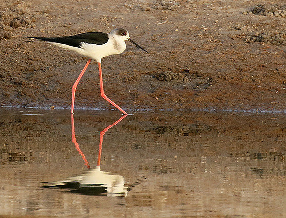 Black-winged stilts