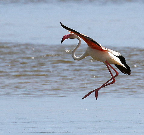 Flamingos