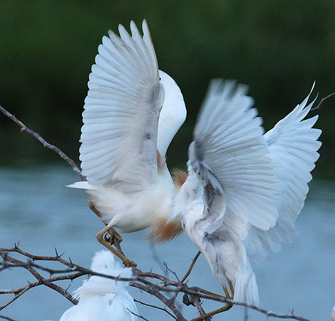 Cattle egret