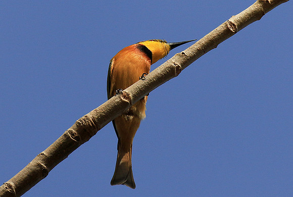 Little bee-eater
