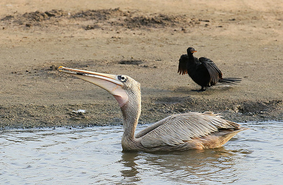 Pelicans in the lagoon