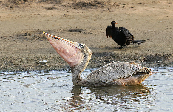 Pelicans in the lagoon